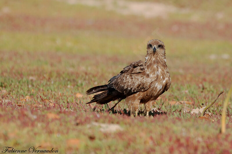 Black Kite