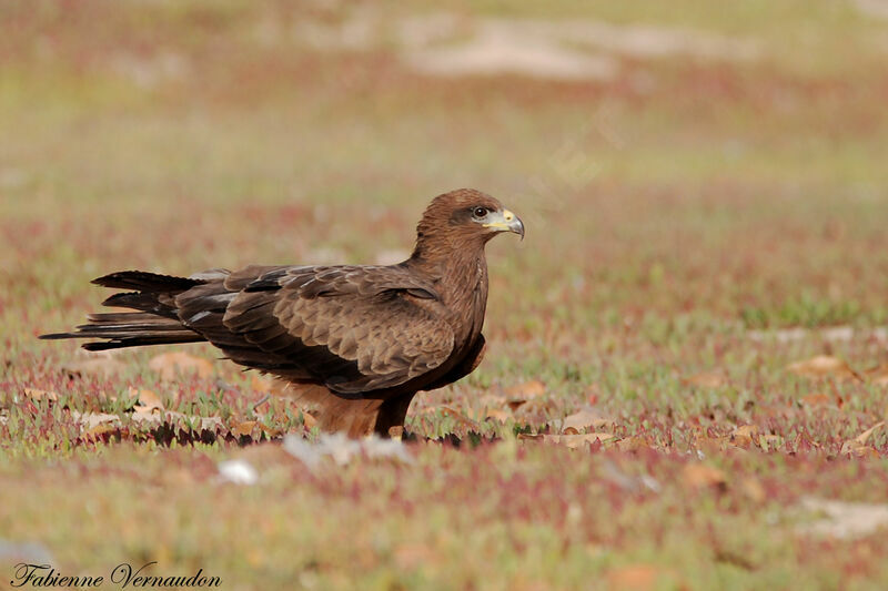 Black Kite