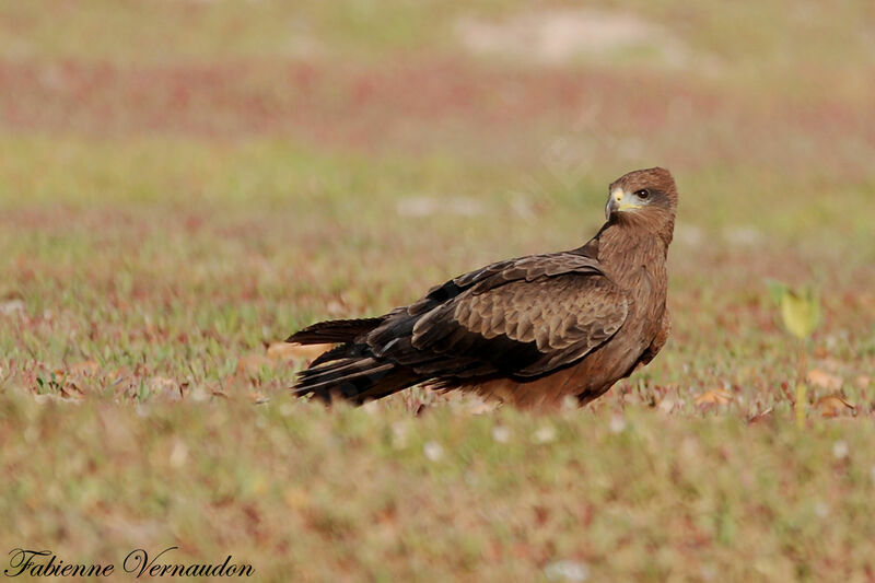 Black Kite