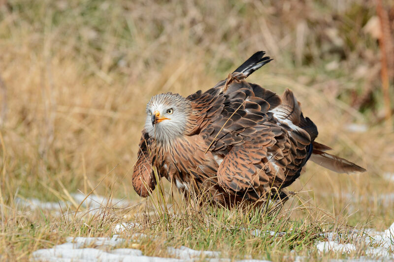 Red Kite