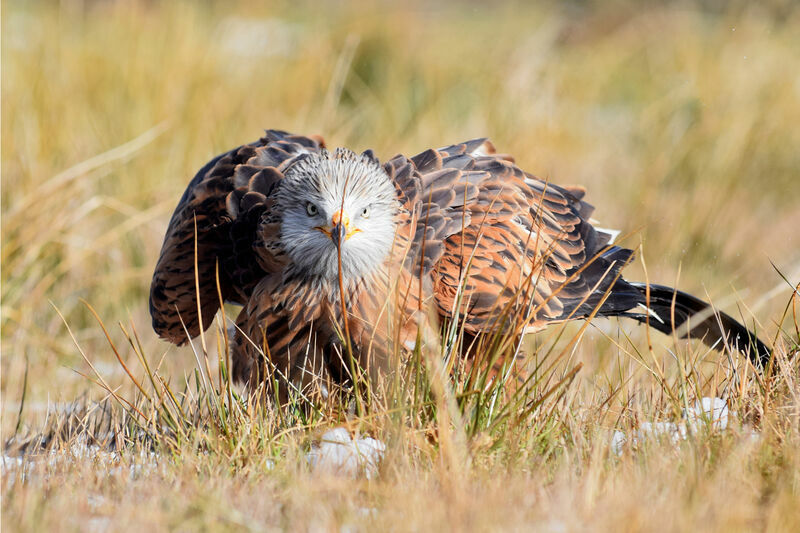 Red Kite