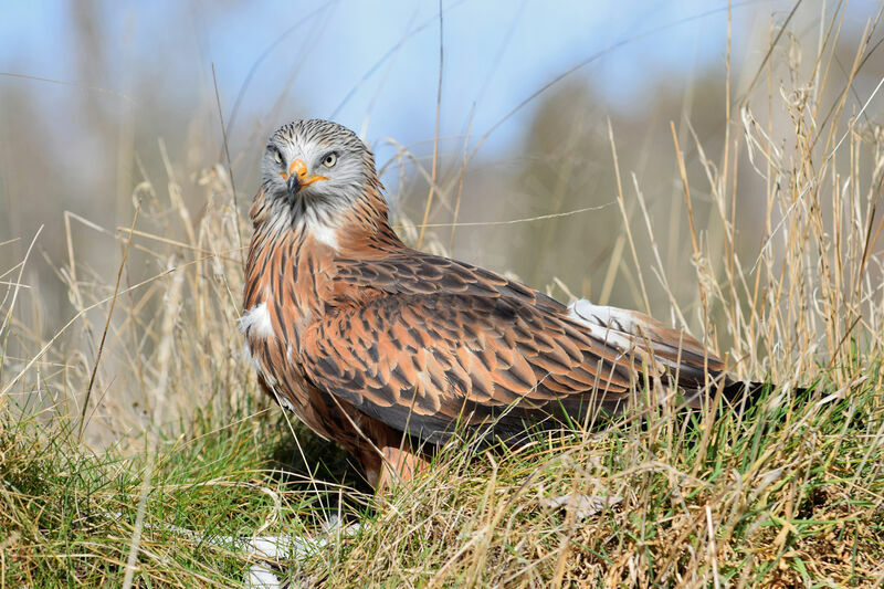 Red Kite