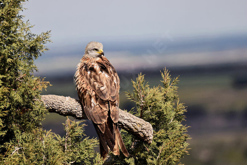 Red Kiteadult