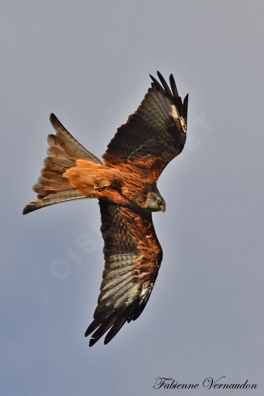 Red Kite