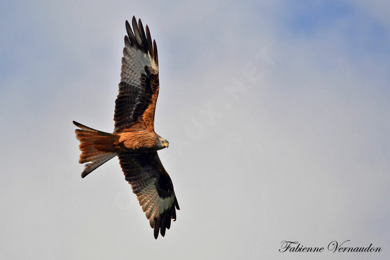 Red Kite