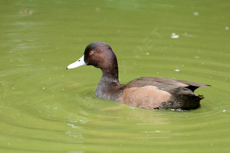 Southern Pochard