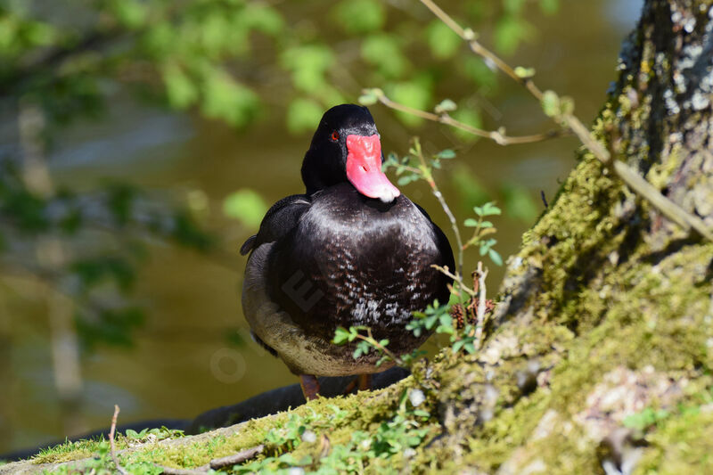 Rosy-billed Pochard