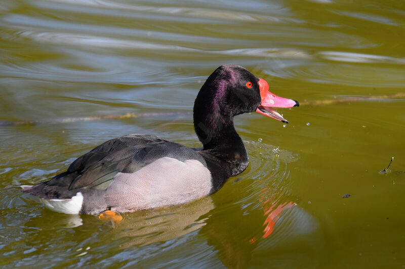 Rosy-billed Pochard