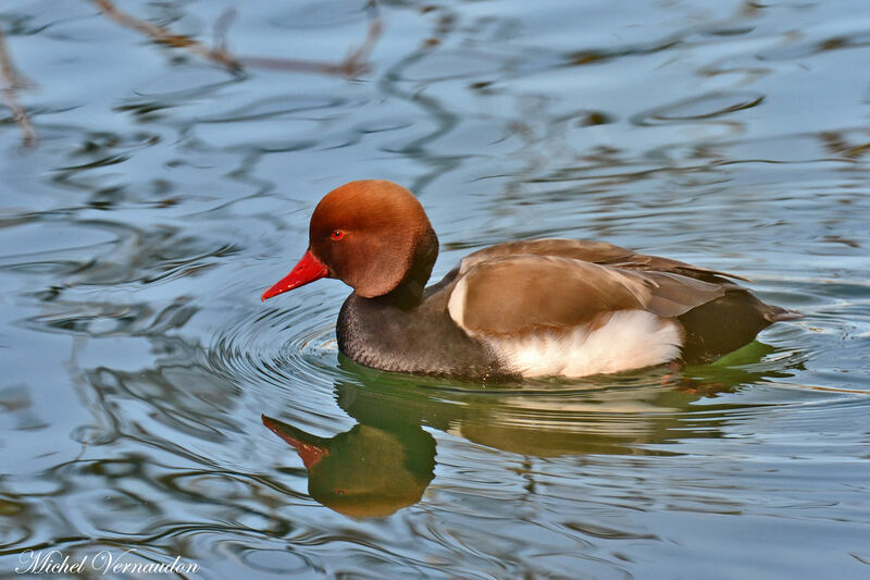 Red-crested Pochard male adult