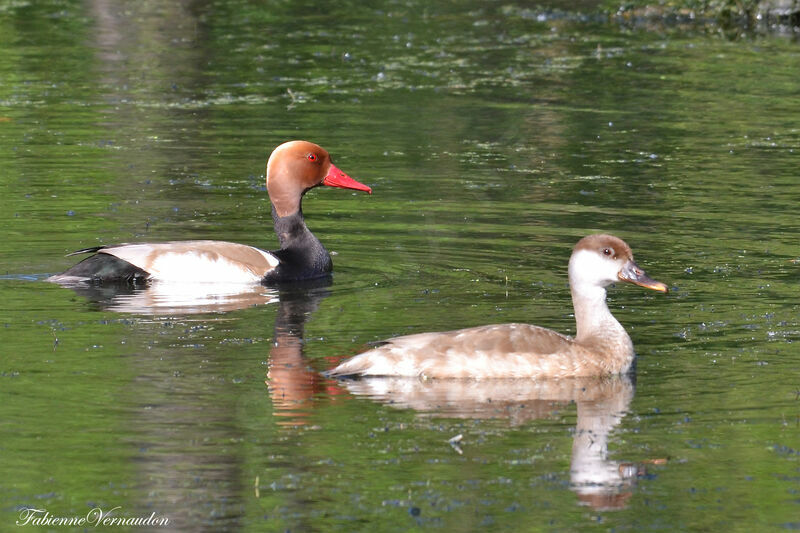 Red-crested Pochard adult