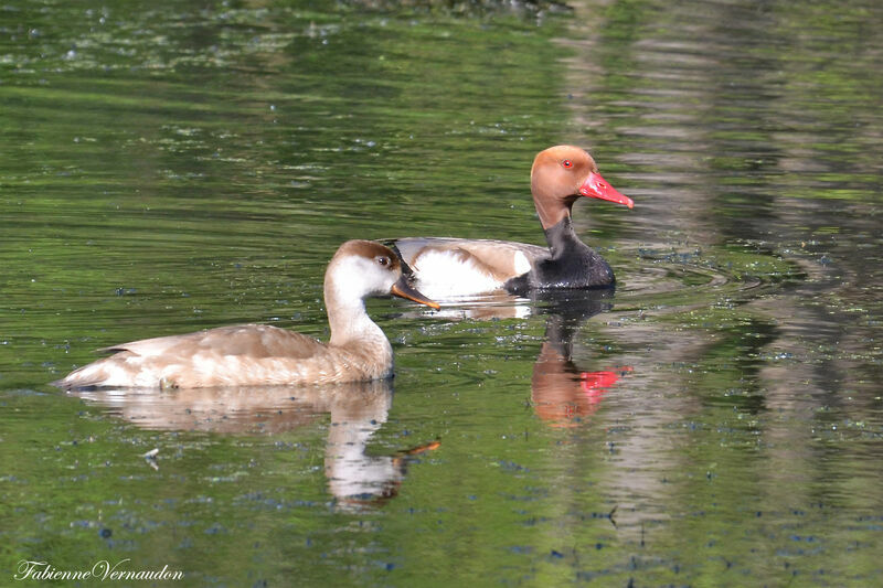 Red-crested Pochard adult