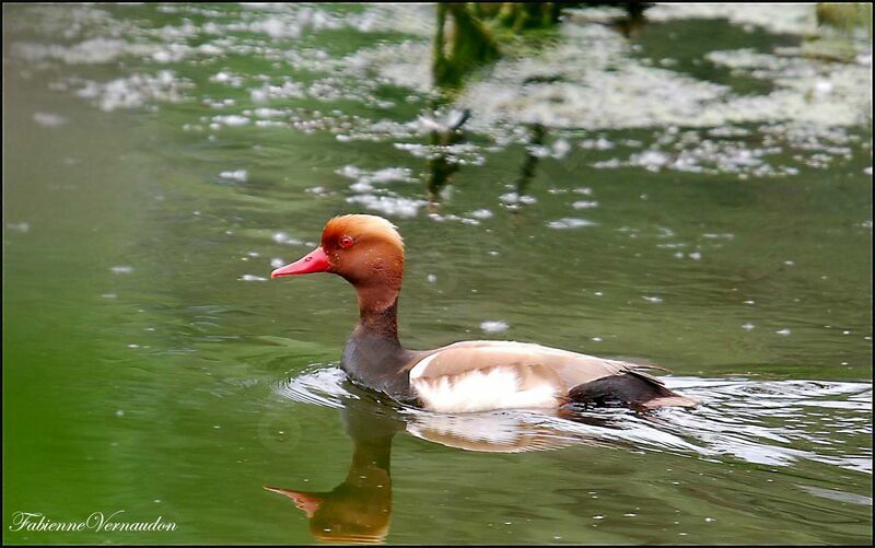 Red-crested Pochard male adult