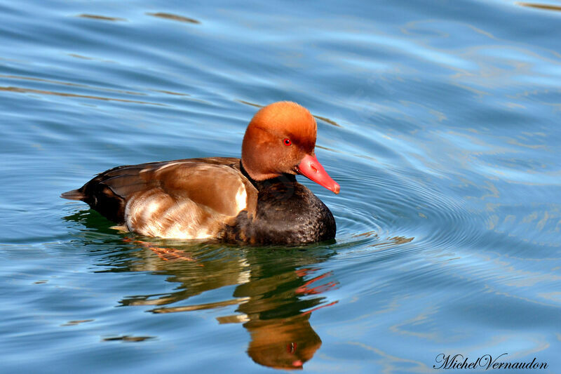 Nette rousse mâle adulte