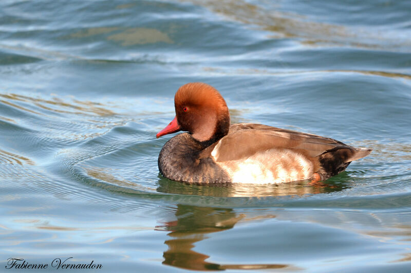 Nette rousse mâle adulte