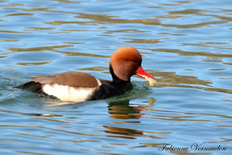 Nette rousse mâle adulte