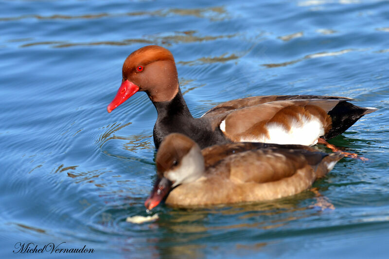 Red-crested Pochard adult