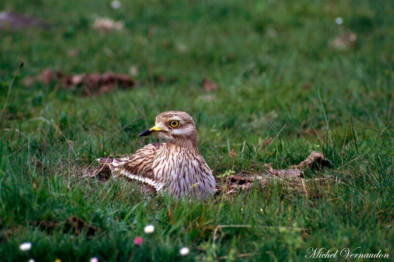 Eurasian Stone-curlew