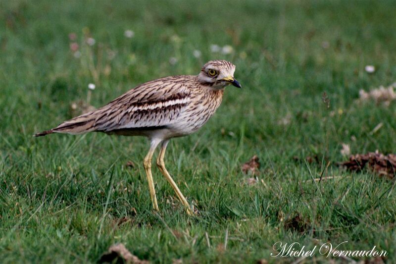 Eurasian Stone-curlew