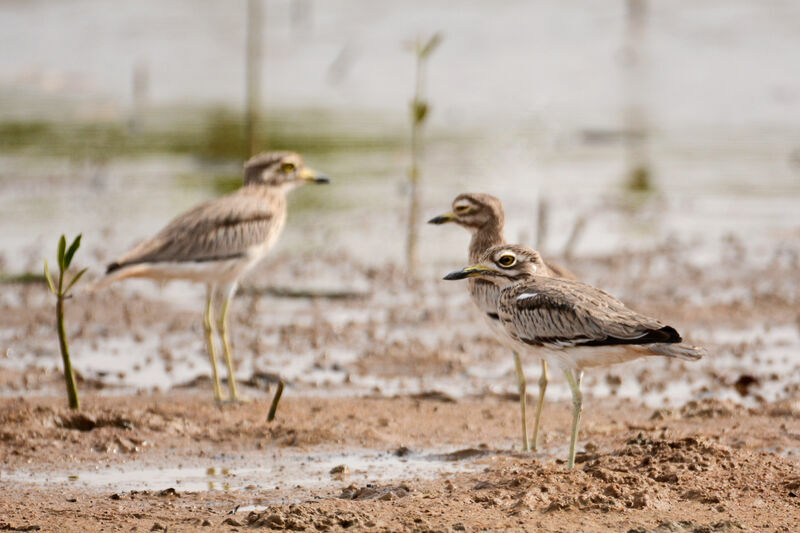 Senegal Thick-knee