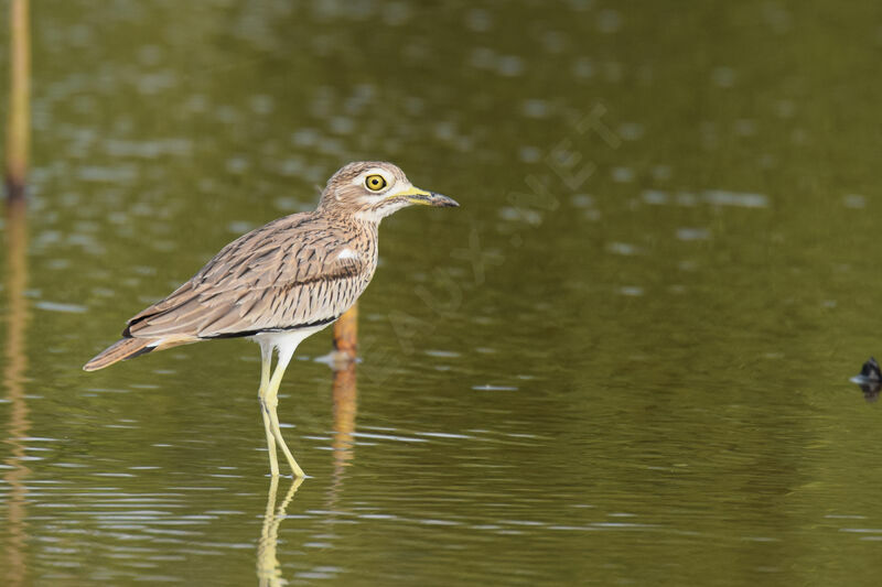 Senegal Thick-knee