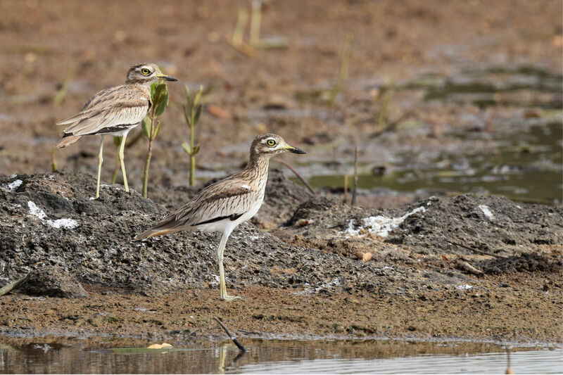 Senegal Thick-knee