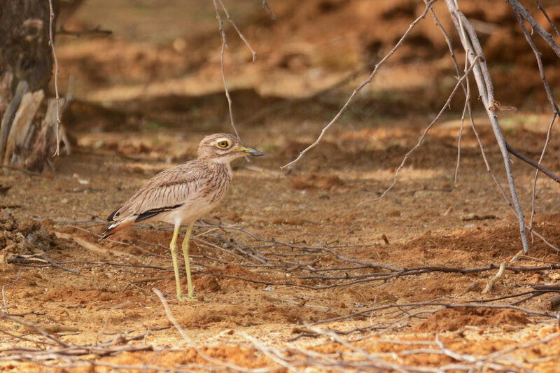 Senegal Thick-knee