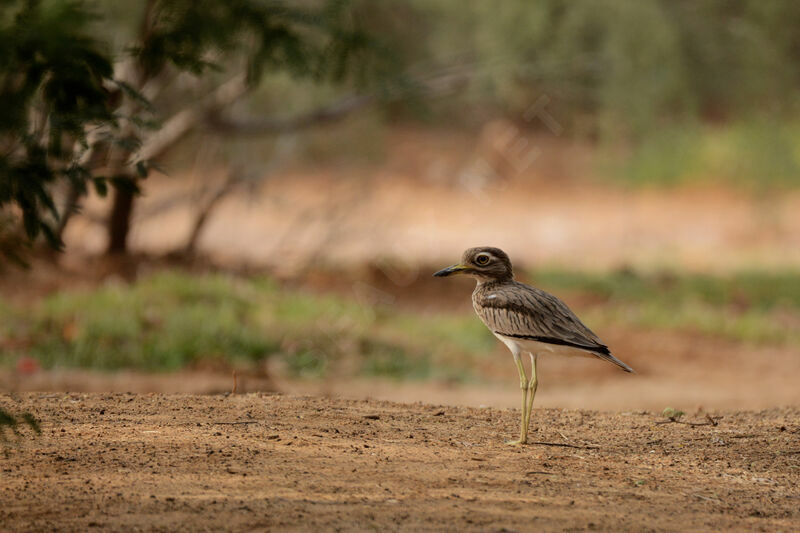 Senegal Thick-knee