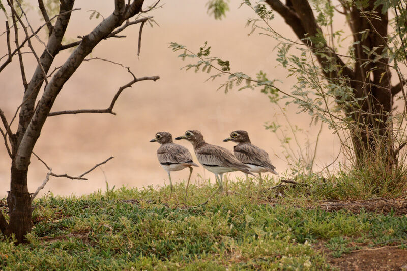 Senegal Thick-knee