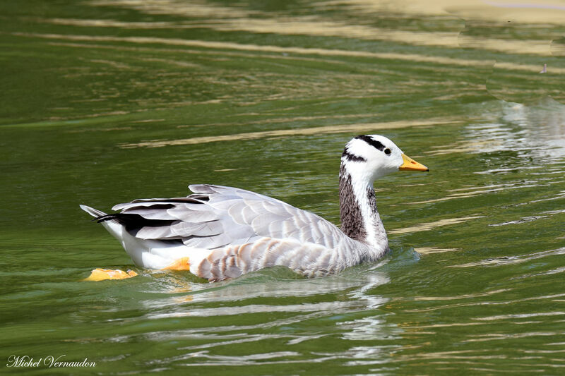 Bar-headed Goose