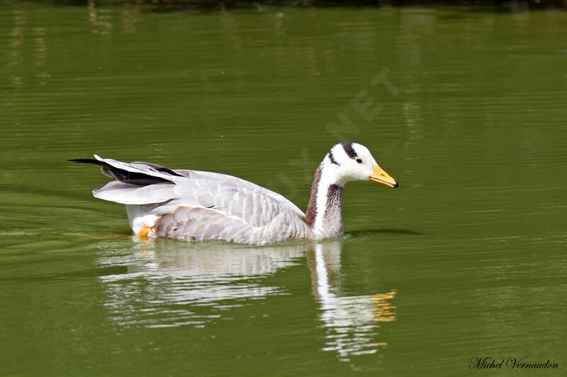 Bar-headed Goose