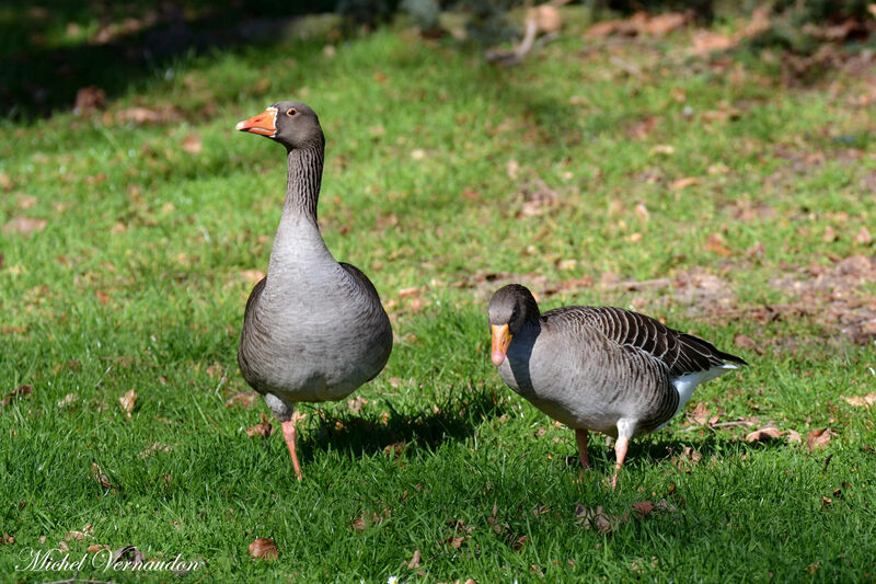 Greylag Gooseadult