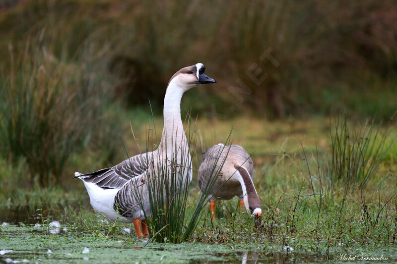 Swan Goose