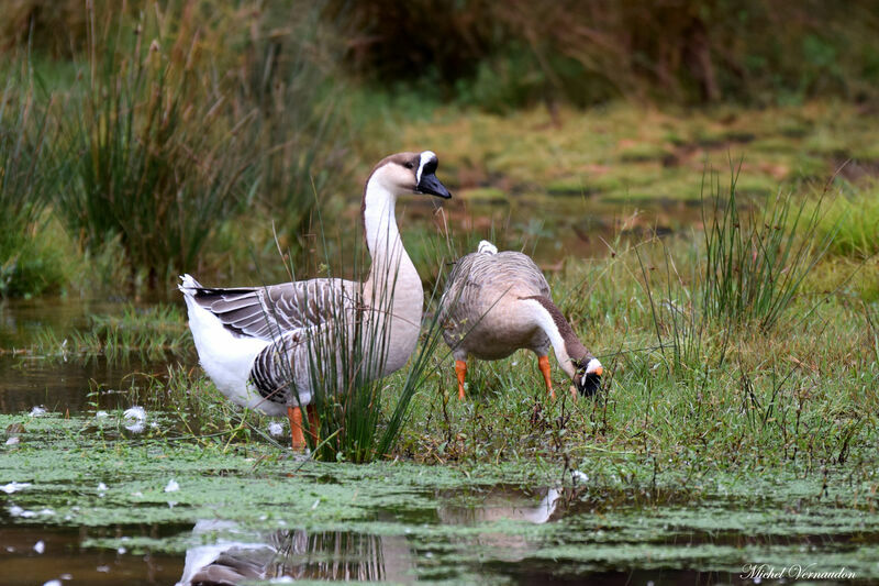 Swan Goose