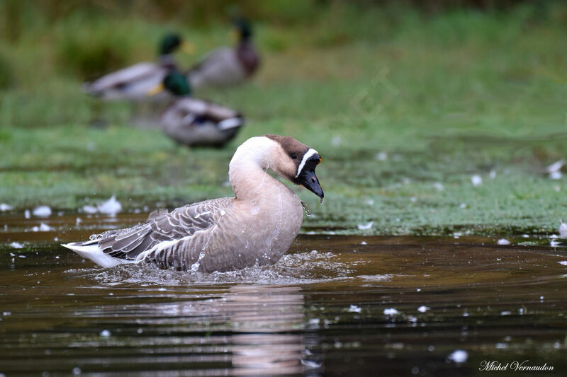 Swan Goose