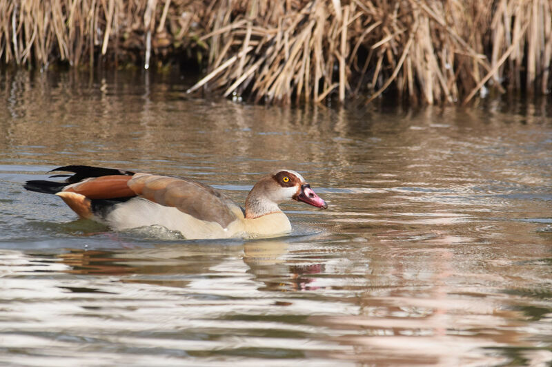 Egyptian Goose