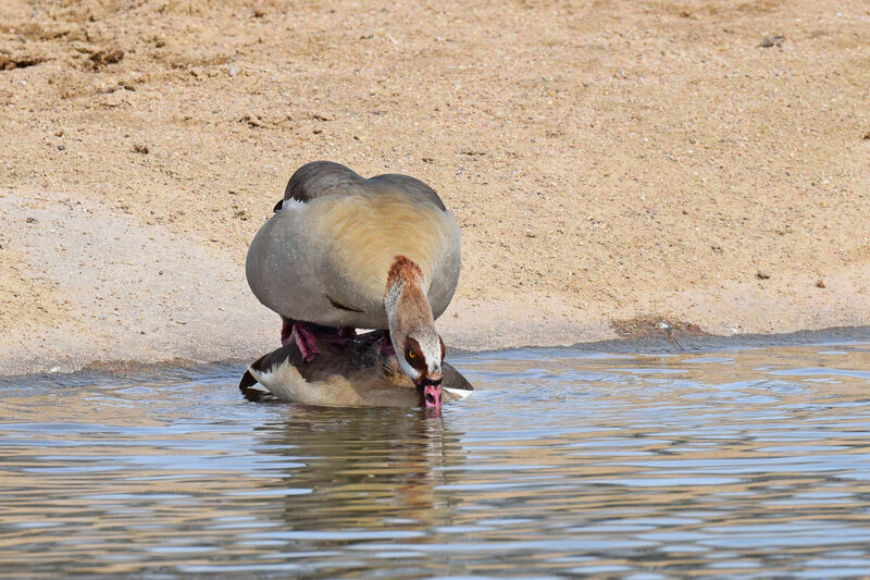 Egyptian Goose 