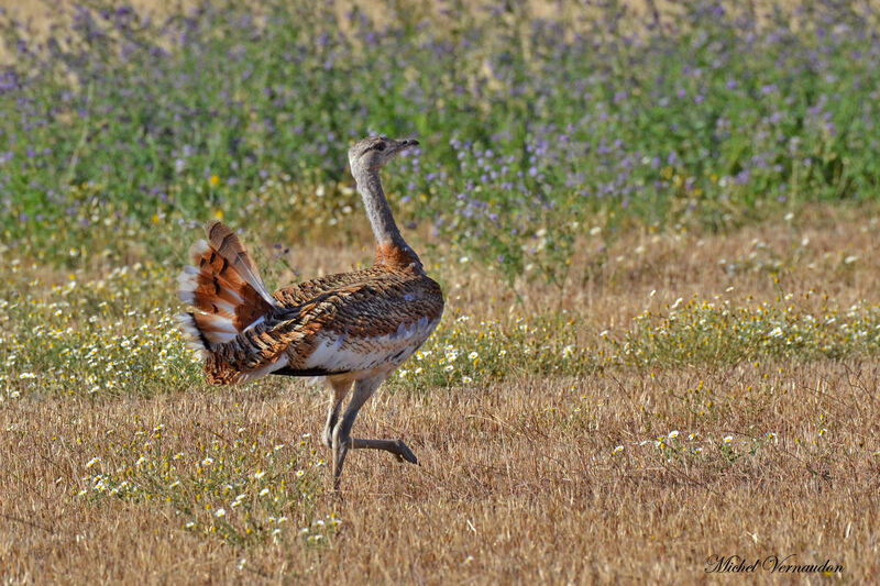 Great Bustard