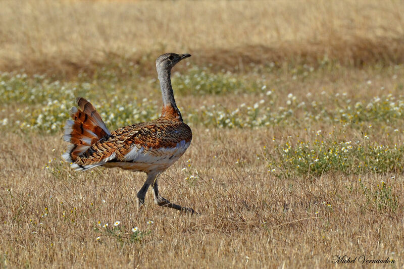 Great Bustard