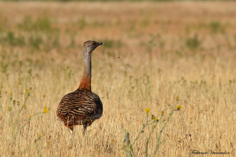 Great Bustard