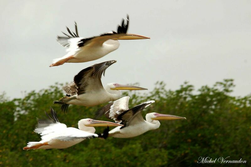 Great White Pelicanadult, Flight