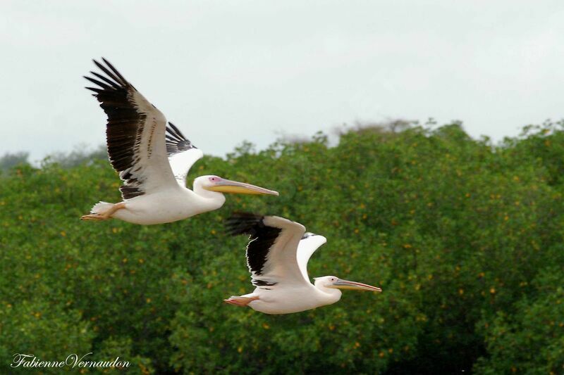 Great White Pelicanadult, Flight