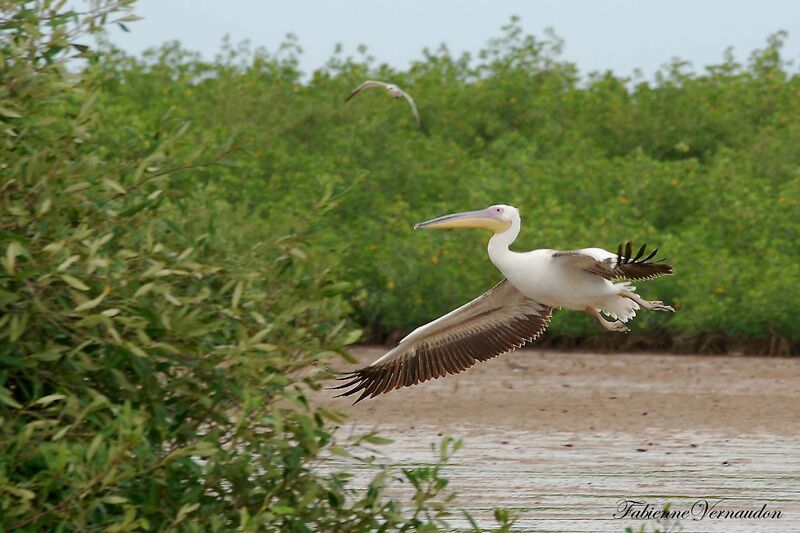 Great White Pelicanadult, Flight