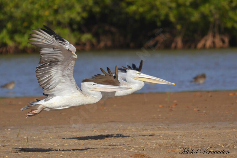 Pink-backed Pelicanjuvenile, Flight