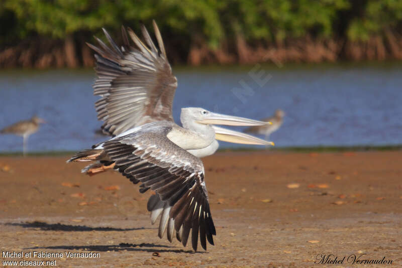 Pink-backed Pelicanimmature, pigmentation, Flight