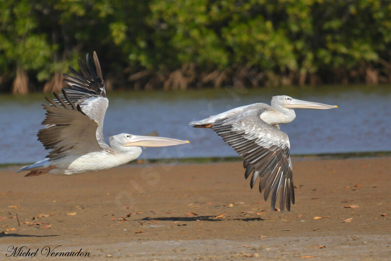 Pink-backed Pelicanadult, Flight