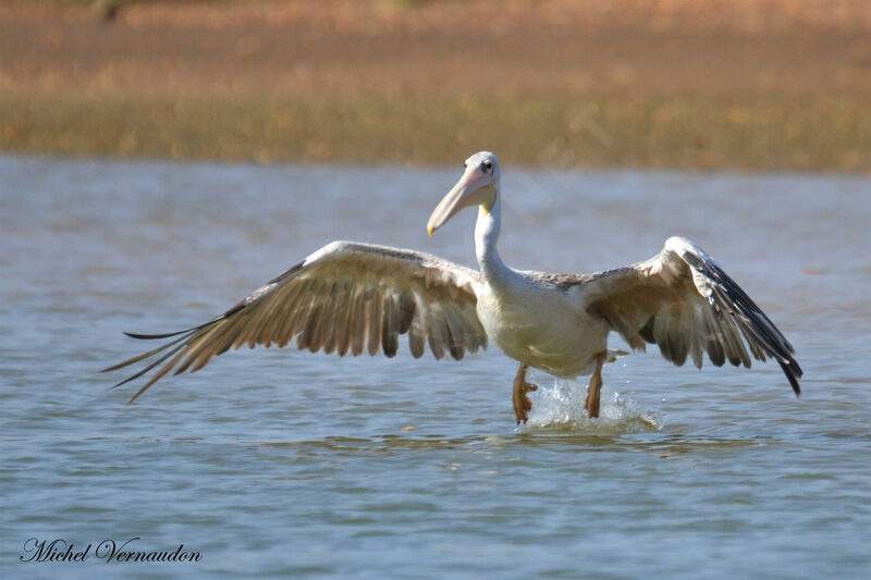 Pink-backed Pelicanadult