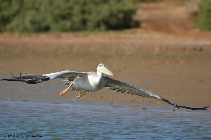 Pink-backed Pelicanadult, Flight