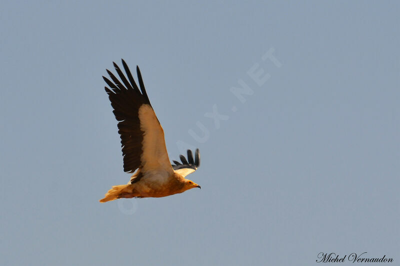 Egyptian Vulture