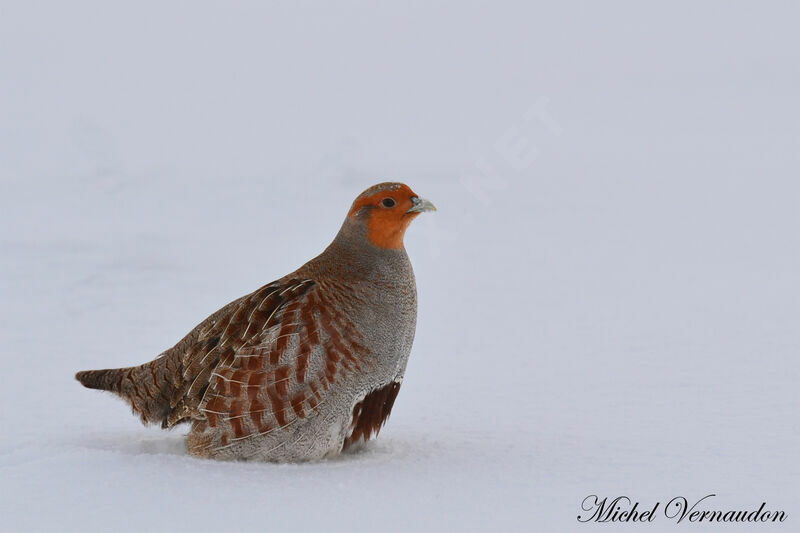 Grey Partridge