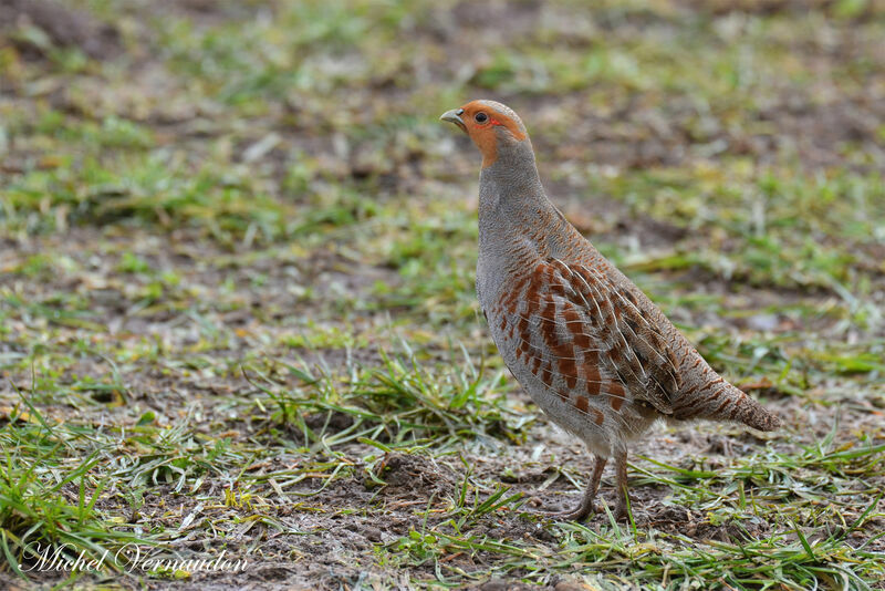 Grey Partridge